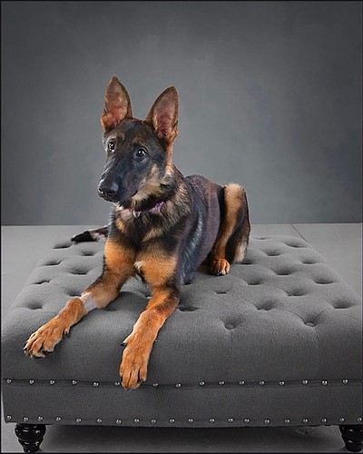 Beyah is available for adoption. Courtesy photo