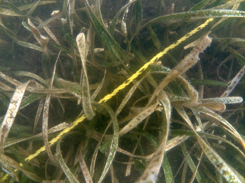 The transect lines helped volunteer snorkelers ensure they weren't retreading ground as they searched among the seagrass for wild scallops.