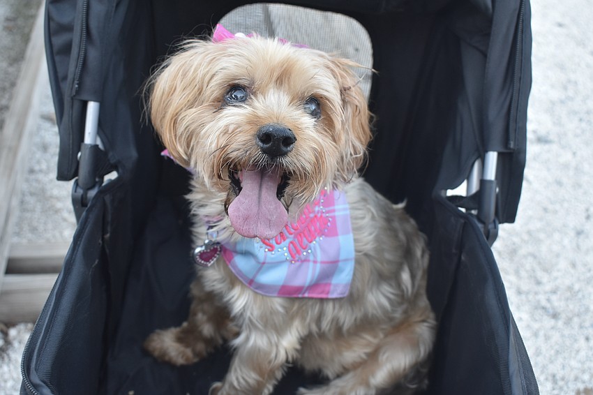 Jennifer and Kelly Miller's Yorkie Zoe wears a 