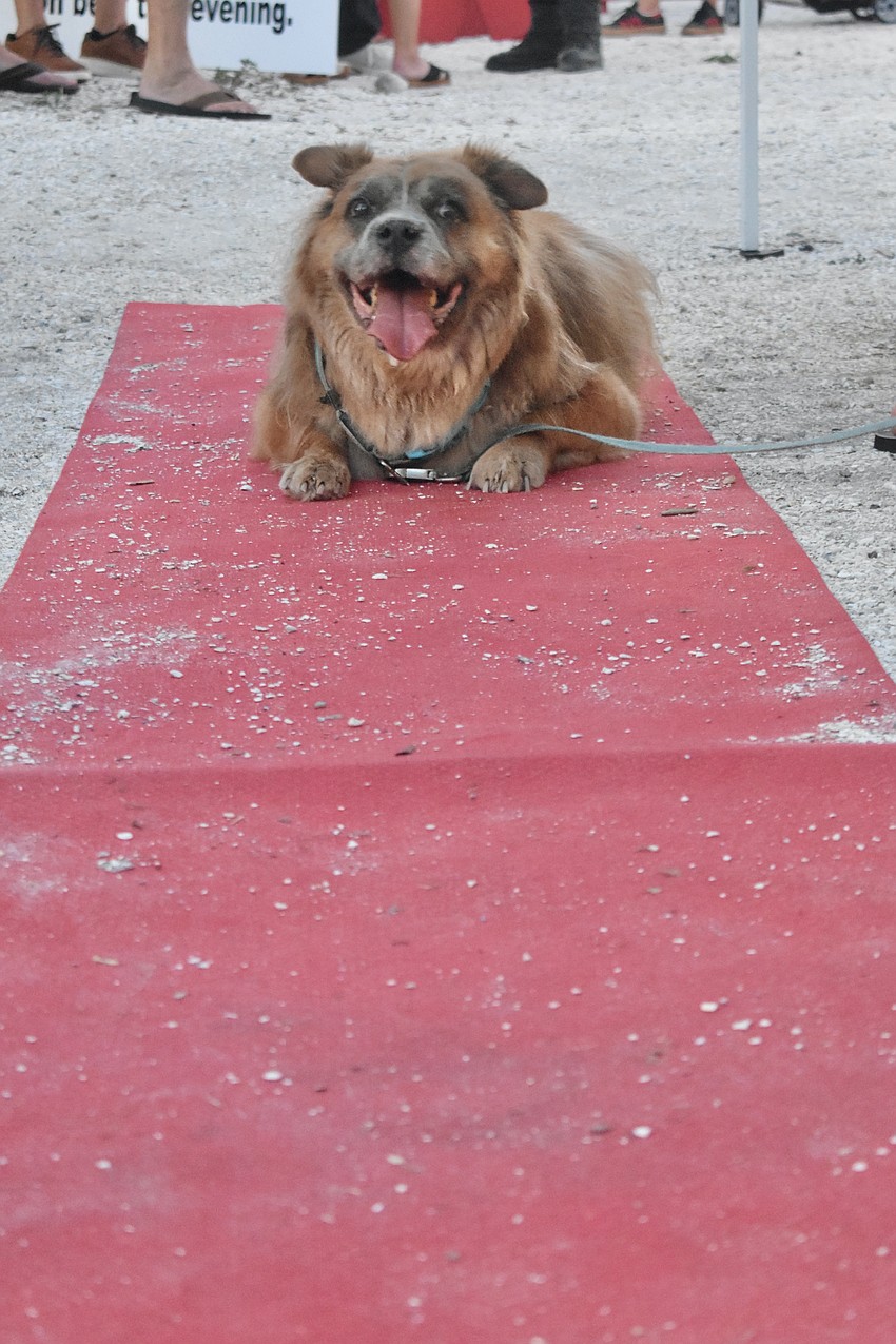 Haley D'Alessandro's dog Teddy, a mix of breeds including Chow Chow, enjoys a spot on the red carpet.