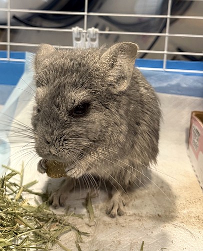 Chinchillas need a large amount of space to live in. They prefer to have a cage that has multiple levels for them to climb to. Courtesy photo