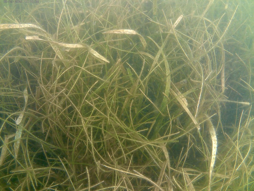 Volunteers with Sarasota Bay Watch found about 20 scallops in Sarasota Bay, almost half of what the 200 volunteers at the Tampa search found. SBW Executive Director Ronda Ryan said healthy seagrass beds are a good indicator of healthy habitat for the scallops.