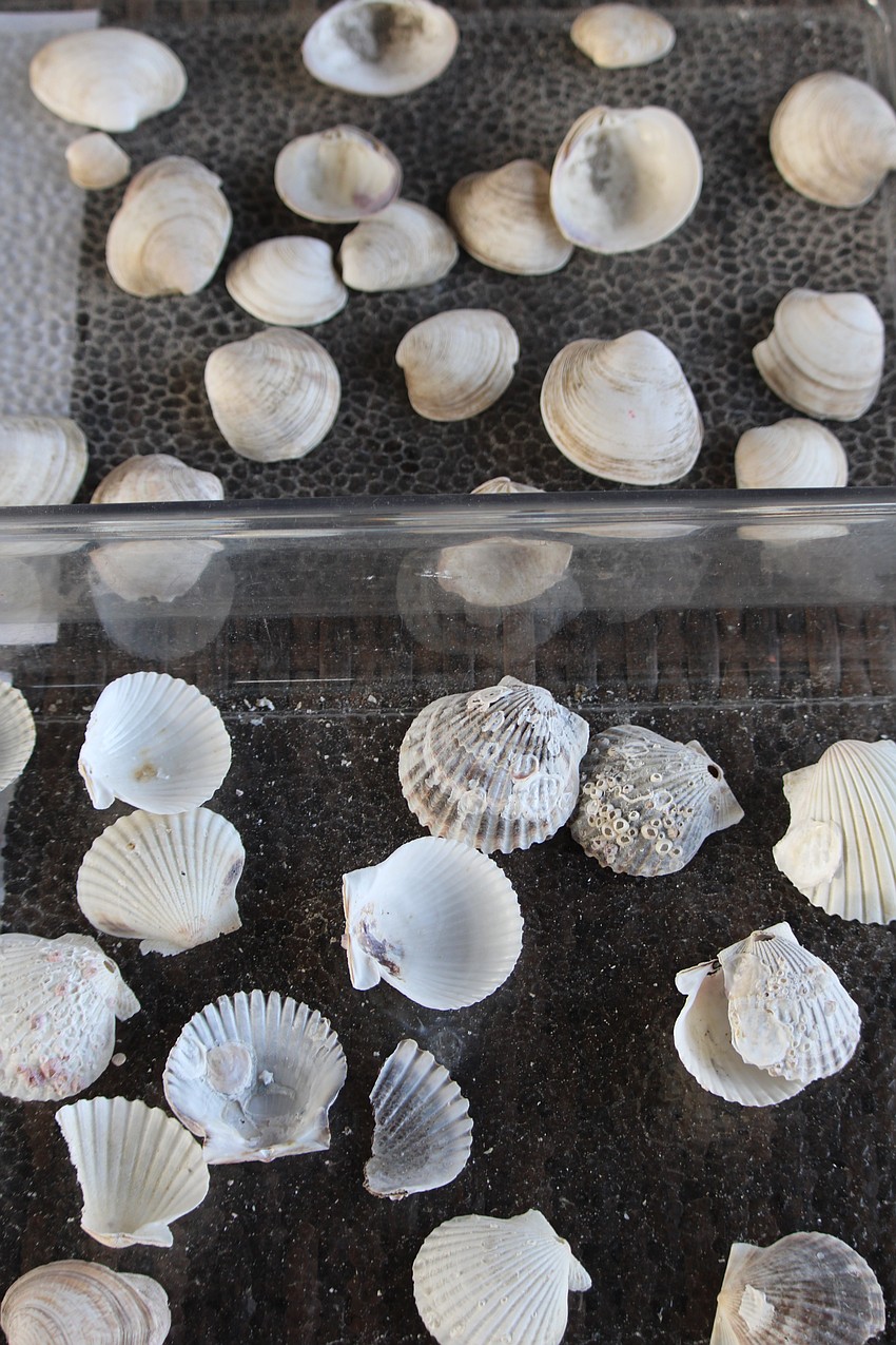 Sarasota Bay Watch coordinators brought along examples of scallop and clam shells to show volunteers the differences the morning of the Great Scallop Search.