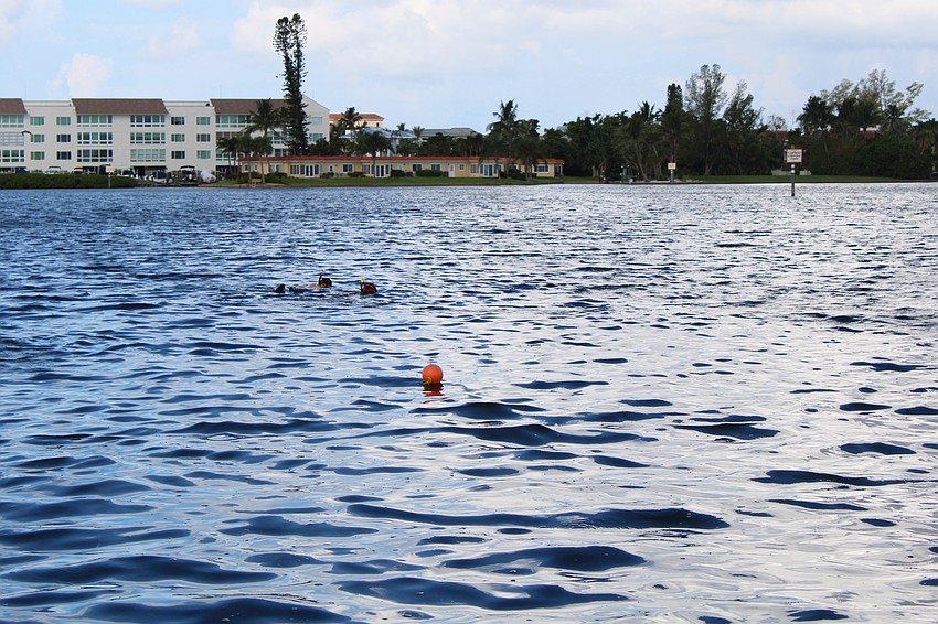 Lauren Jeffrey, Savannah Cochrane and Alexis McMahon set to work following the transect line to search for scallops in Sarasota Bay for citizen science research.