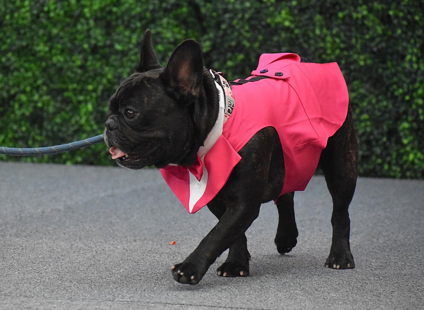 Artemis is a volunteer dog from Sarasota Memorial Hospital who brings joy and comfort to patients every day.