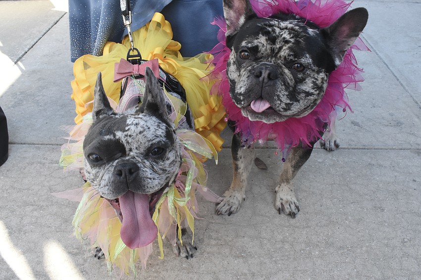 Attendee Kathy Nesser brought her french bulldogs Bubbles and Gizmo, who wear different clothes each month.