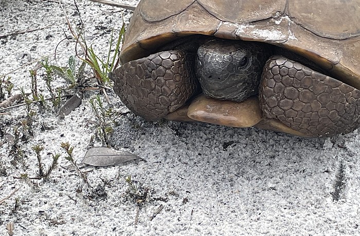 Duette Preserve has become home to 131 relocated gopher tortoises since Manatee County opened a recipient site in December 2023.