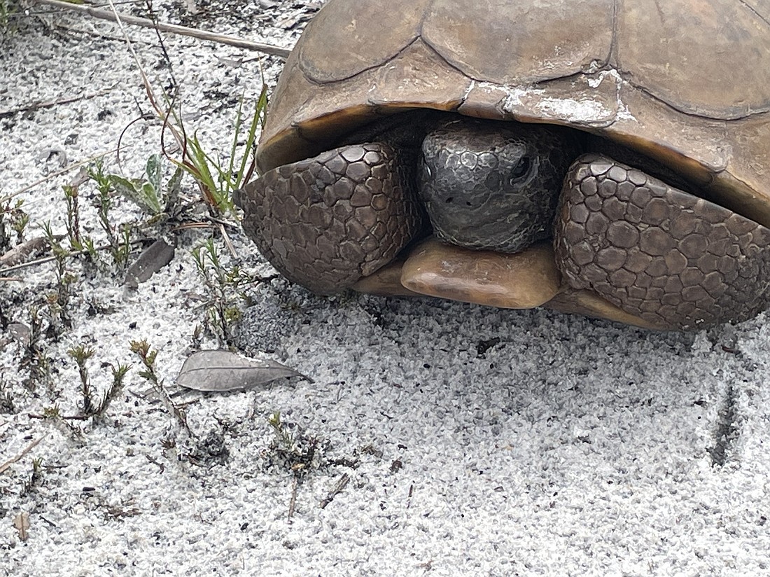 Duette Preserve has become home to 131 relocated gopher tortoises since Manatee County opened a recipient site in December 2023.