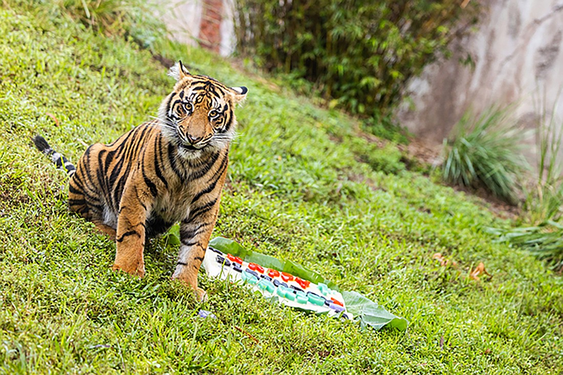 Happy first birthday, Bakso! He is a Sumatran tiger at Disney's Animal Kingdom.