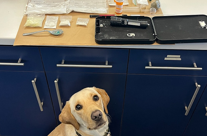 Gunnar, a police dog with the Sarasota County Sheriff's Office, alerted to the potential presence of drugs in a car stopped by Sarasota Police, leading to the arrest of a Sunrise man.