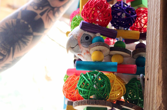 Helios, a Bare-Eyed Cockatoo at Save Our Seabirds, quite literally dives headfirst into enjoying the new enrichment toy he received through the avian rescue center's new Beaks and Boxes campaign.
