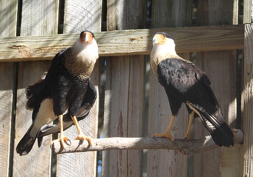 A pair of Crested Caracaras become roommates at Save Our Seabirds during ongoing renovations and, as keepers noted, seem to become fast friends.