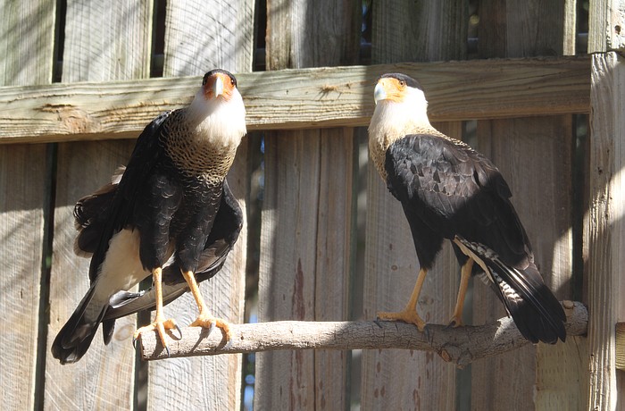 A pair of Crested Caracaras become roommates at Save Our Seabirds during ongoing renovations and, as keepers noted, seem to become fast friends.