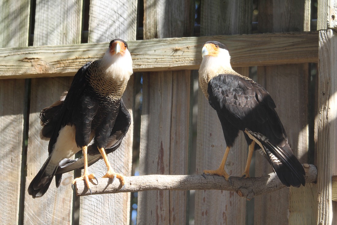 A pair of Crested Caracaras become roommates at Save Our Seabirds during ongoing renovations and, as keepers noted, seem to become fast friends.
