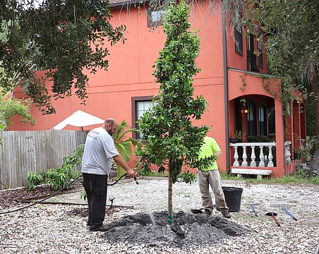 The city of Sarasota's Neighborhood Canopy Program provides 10- to 14-foot trees installed in front yards for $100 each.