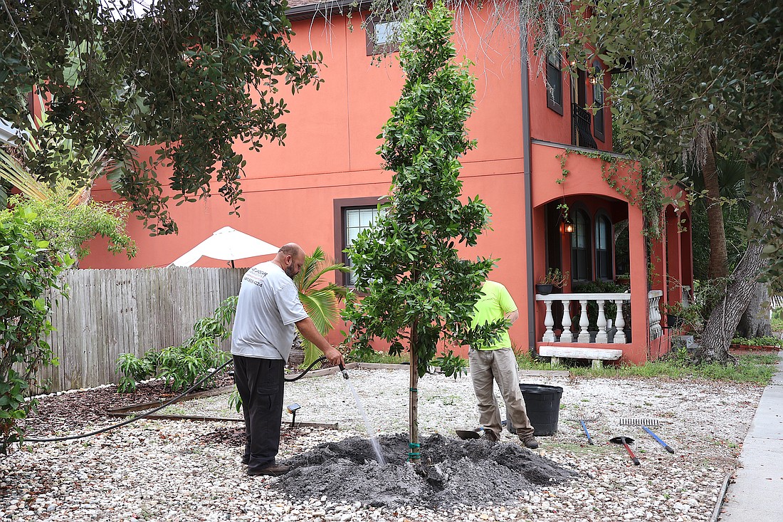 The city of Sarasota's Neighborhood Canopy Program provides 10- to 14-foot trees installed in front yards for $100 each.
