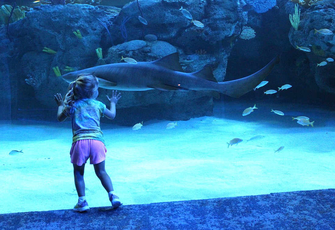 More than 70,000 students are expected to take advantage of Mote SEA educational opportunities annually.