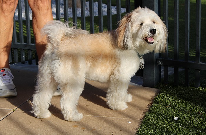 Bayfront Dog Park visitor Coco is a Havanese dog turning 5 years old this month. Any sort of squeaky toy is their favorite.