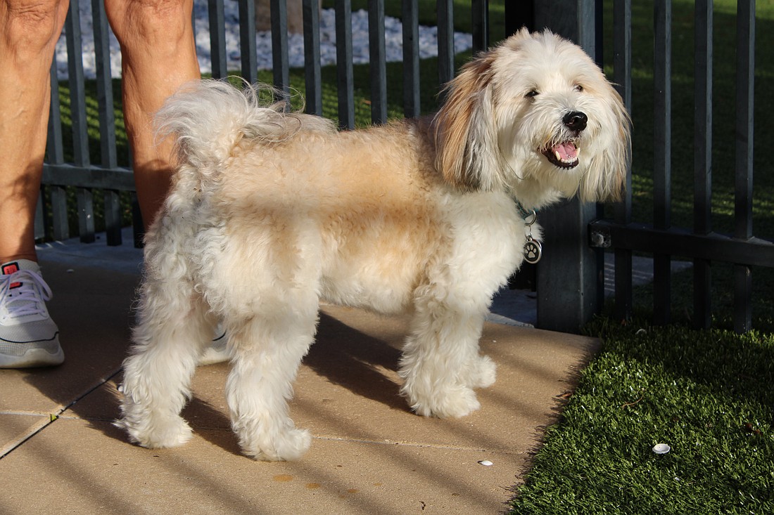 Bayfront Dog Park visitor Coco is a Havanese dog turning 5 years old this month. Any sort of squeaky toy is their favorite.