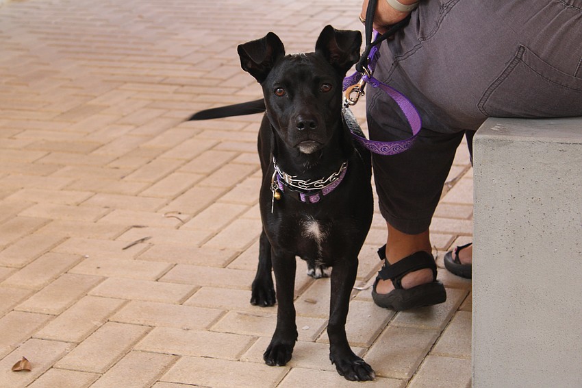 Bishop pays close attention while his owner, Rev. Nikki Seger, leads the pet blessing service at St. Boniface Episcopal Church.