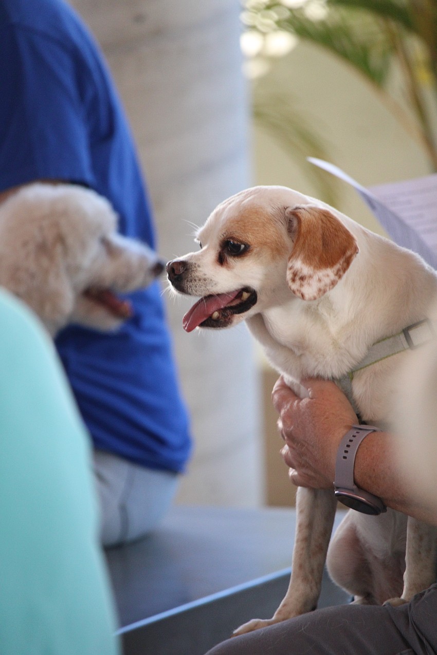 Parishioners at St. Boniface Episcopal Church joined the pet blessing service and donated food for the Humane Society of Sarasota County.