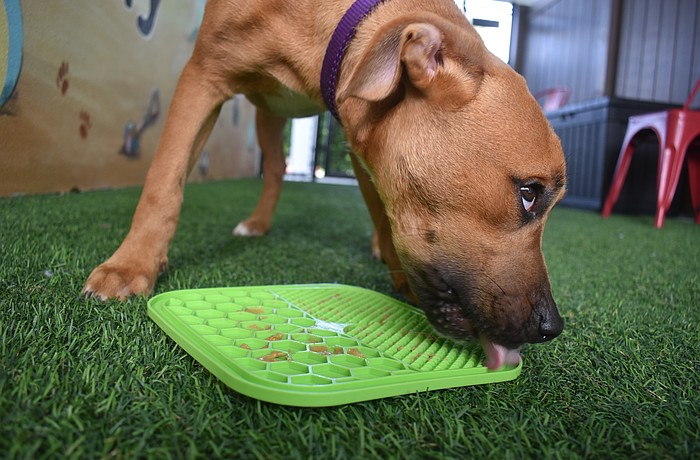 Witt, a 5-month-old mixed breed male, gains enrichment through working to get a taste of peanut butter from the lick mat at Nate's Honor Animal Rescue Center.