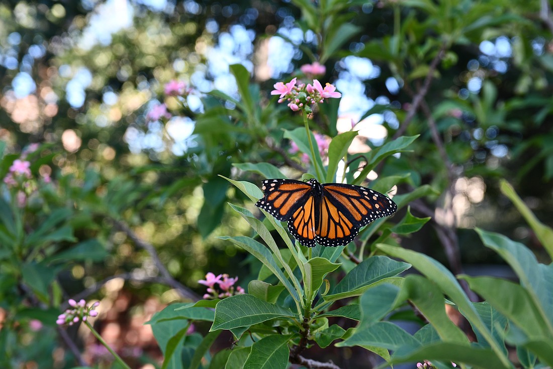 A monarch butterfly was seen resting with its wings open.