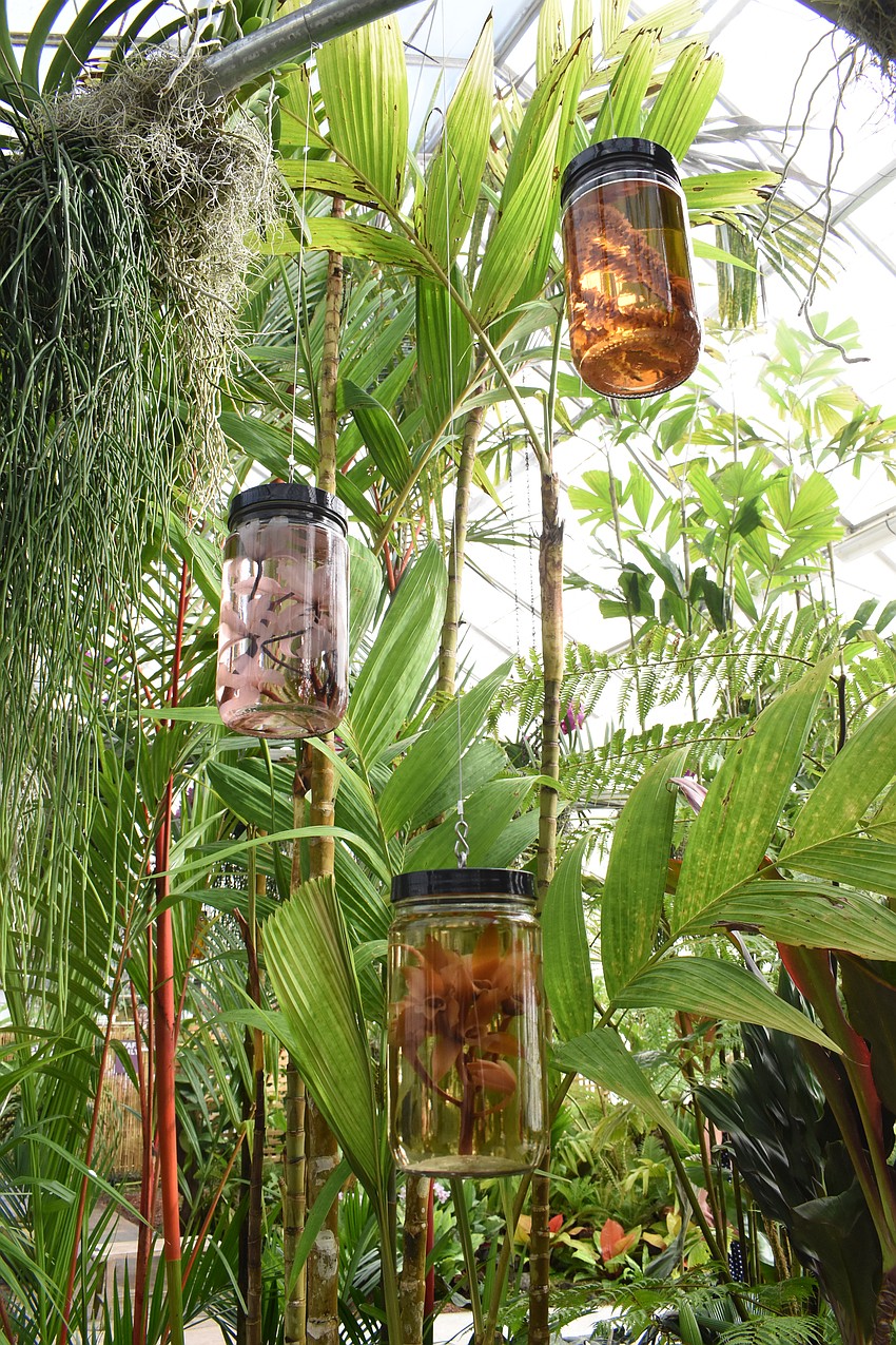 A series of preserved plants hang in the new Display Conservatory. The Spirit Collection at Selby Gardens contains about 35,000 vials of flowers and other plant parts in preservative fluids. Law's artwork is also tied to the theme of preservation.