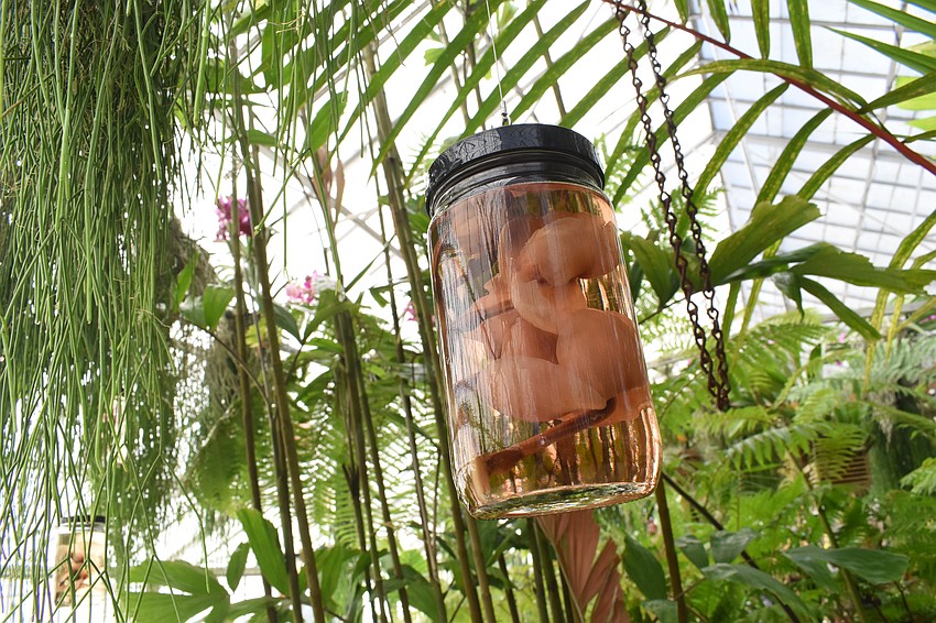 A preserved plant hangs in the new Display Conservatory. The Spirit Collection at Selby Gardens contains about 35,000 vials of flowers and other plant parts in preservative fluids, while Law's artwork is tied to the theme of preservation.