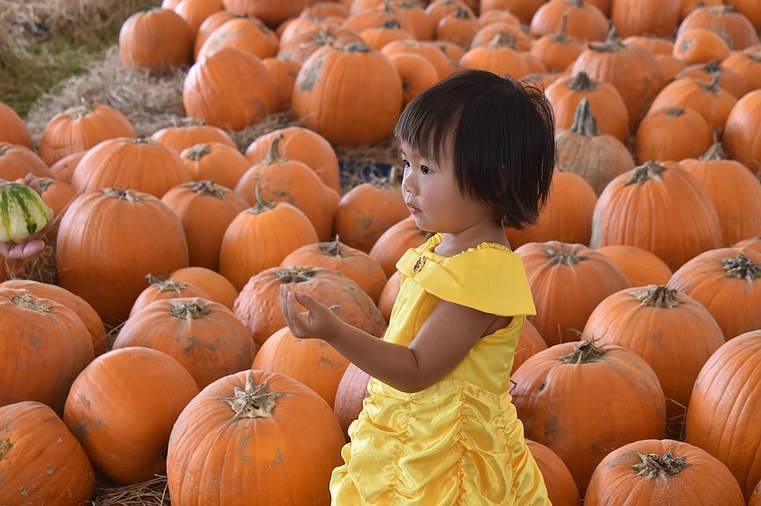 St. Petersburg's Kelly Jin, 3, dresses as Belle from 