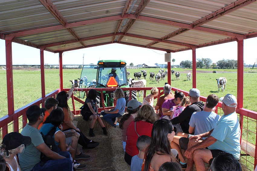 Festival goers ride a cart into the pasture at Dakin Dairy during the Harvest Festival to visit with the dairy cows.