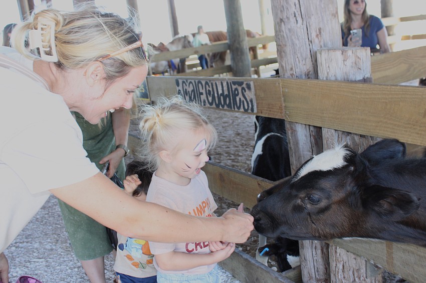 Lakewood Ranch's Stephanie Pufall and her 3-year-old daughter Millie get to know a Dakin Dairy cow at the Harvest Festival.