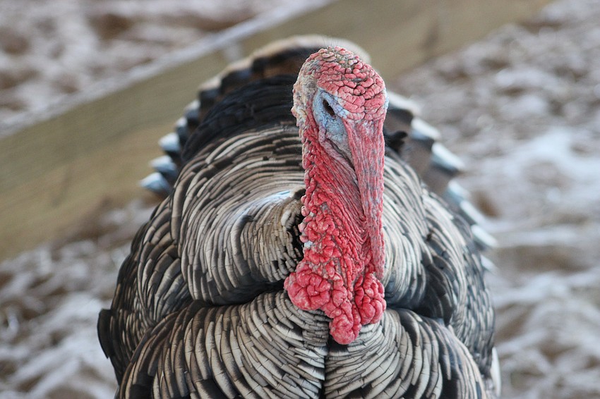 When the Harvest Festival signals fall is here in Myakka, local turkeys begin to get nervous as Thanksgiving approaches.