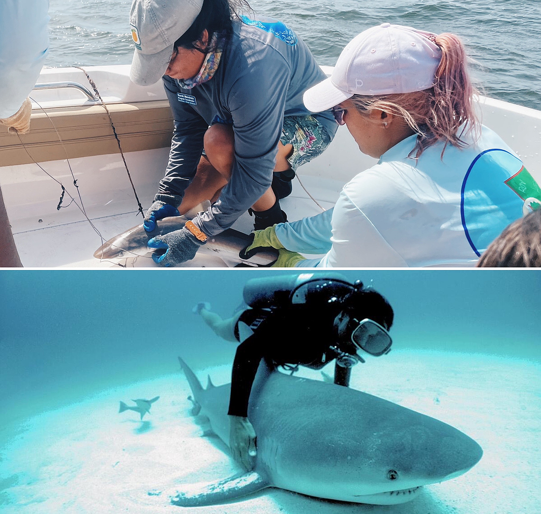 Christina Meiping Chen, pictured above on a shark research excursion, recently brought together her love for science and creative writing to pen a musical about Mote's founder Eugenie Clark, pictured below.