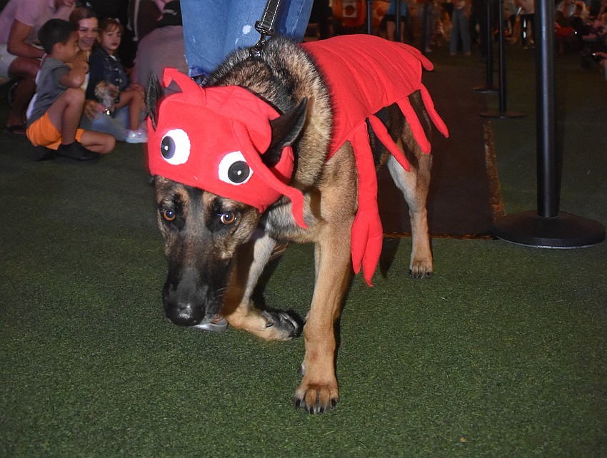 Dozer, a 4-year-old german shepherd, was dressed by Sarasota's Briana Cyr.  Cyr owns and operates Burgundy Square Cafe in Venice, which is known for their lobster rolls.