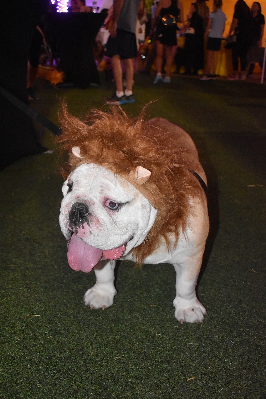 This English bulldog honors 