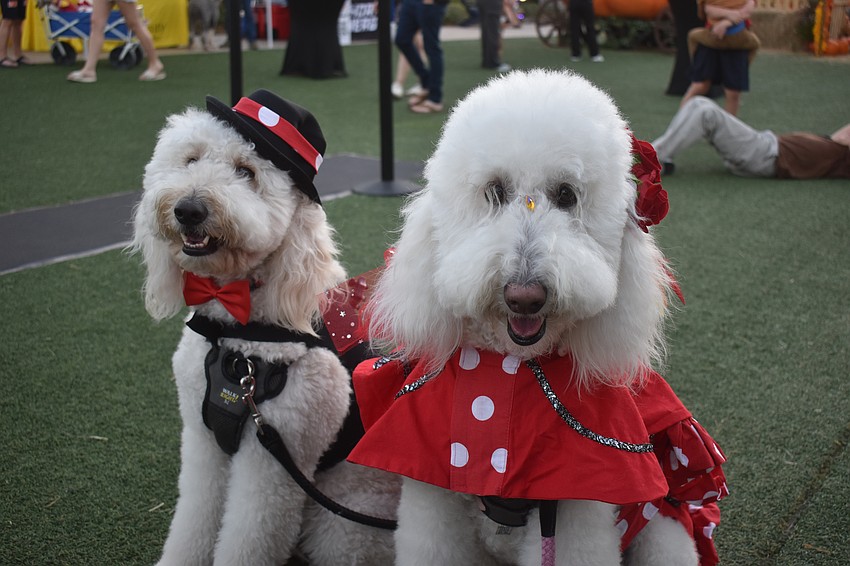 Sarasota goldendoodles Milton, 3 and Lulu, 4, sport unique looks full of detail, including a bowtie and flowers in the hair.
