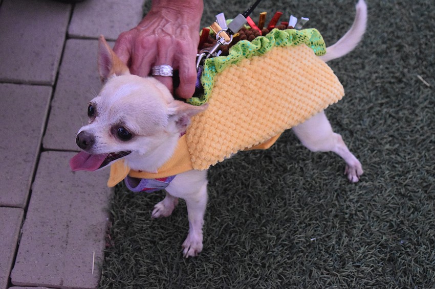 Ava, a 5-year-old chihuahua, sports a taco costume.