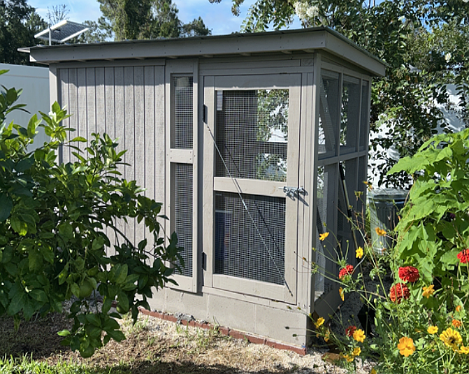 A chicken coop in compliance with the Palm Coast chicken pilot program. Courtesy of Palm Coast