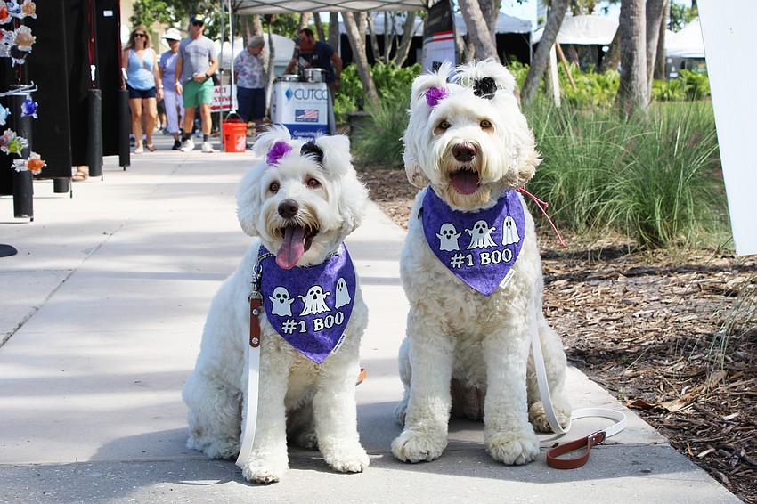 Zoey and Coco, two Australian labradoodles, show out as some of the best-dressed attendees at this weekend's fine art festival on St. Armands Circle.