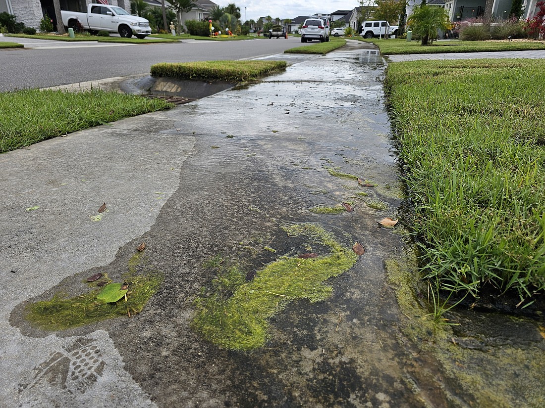Several sidewalks in the Daytona Beach neighborhood of Mosaic have slimy, algae-covered sidewalks from poor drainage. Photo by Sierra Williams