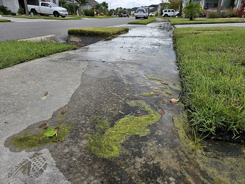 Several sidewalks in the Daytona Beach neighborhood of Mosaic have slimy, algae-covered sidewalks from poor drainage. Photo by Sierra Williams