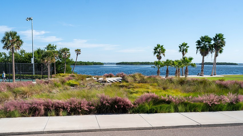 A bioswale at Bayfront Park is planted with Florida native grasses that bloom in the fall like pink Muhly Grass. Though not evident to passers-by, the patch of plants next to the pickleball and tennis courts are actually an important part of the stormwater drainage system for the park.