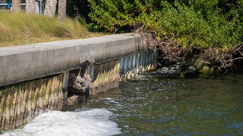 The stormwater discharge pipe into Sarasota Bay has dozens of oysters growing on it. Sarasota Bay Estuary Program Science and Restoration Manager Ryan Gandy said the stormwater system was designed for water levels decades ago, which means water from the Bay seeps into the system during high tides as sea level rise has changed the height of tides.