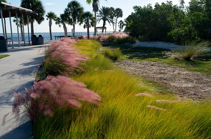 Bordering a sidewalk connecting a playground at Bayfront Park to Sarasota Bay is a narrow strip of landscaping that is incorporated into the town’s stormwater system called a bioswale.