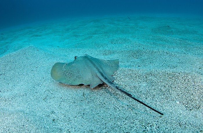 Stings from stingrays are considered a defense mechanism.