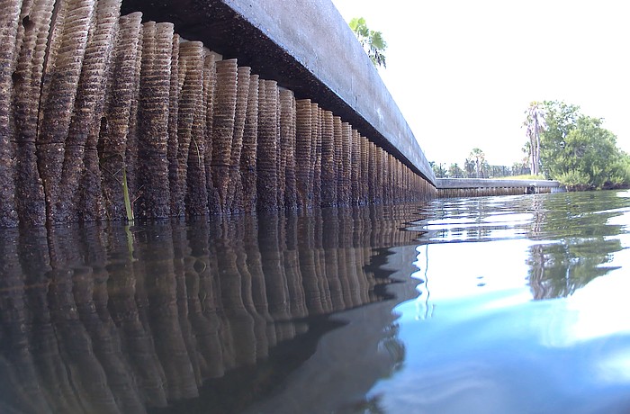 The town of Longboat Key and partners celebrated the installation of a "Living Wall" at Longboat Key's Bayfront Park.