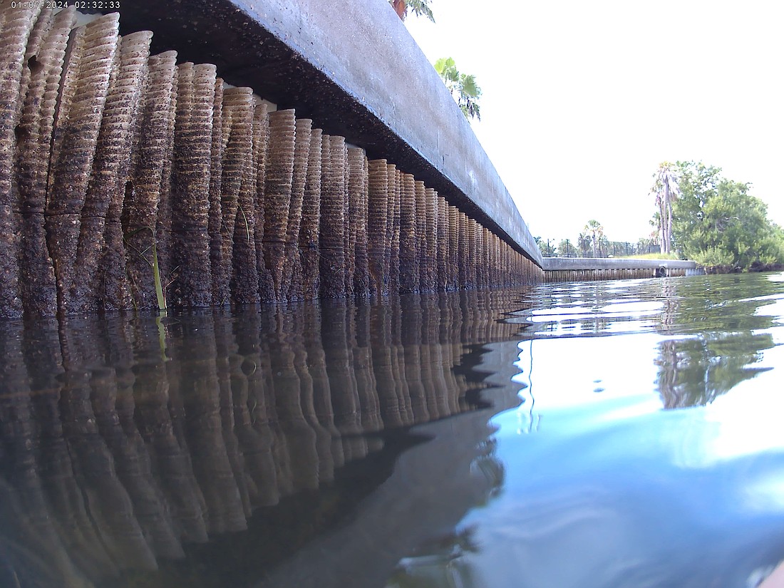 The town of Longboat Key and partners celebrated the installation of a "Living Wall" at Longboat Key's Bayfront Park.