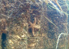 Multiple species of starfish have found a home on the "Living Wall" at Longboat Key's Bayfront Park. The innovative project uses 3D-printed concrete slabs modeled after mangrove roots to provide better habitat for aquatic animals.