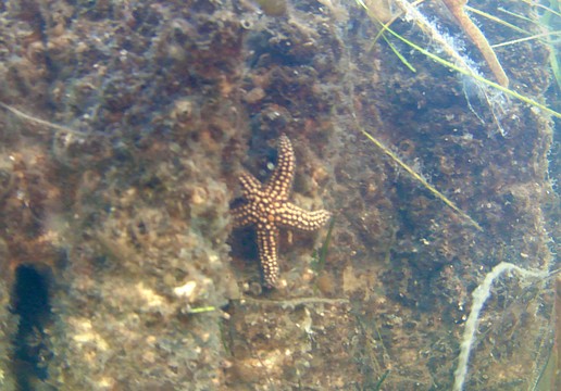 Multiple species of starfish have found a home on the "Living Wall" at Longboat Key's Bayfront Park. The innovative project uses 3D-printed concrete slabs modeled after mangrove roots to provide better habitat for aquatic animals.